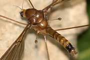 Crane Fly (Leptotarsus sp zb) (Leptotarsus sp (zb))